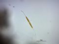 Cylindrotheca closterium